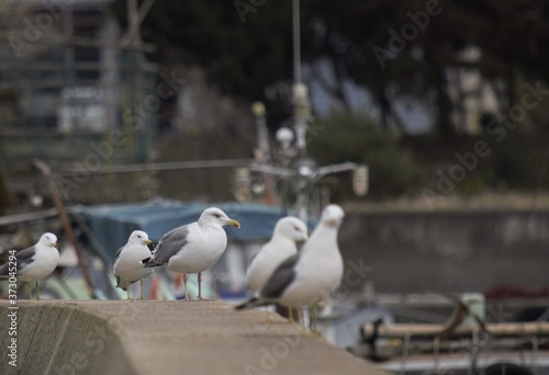 漁港のウミネコ
