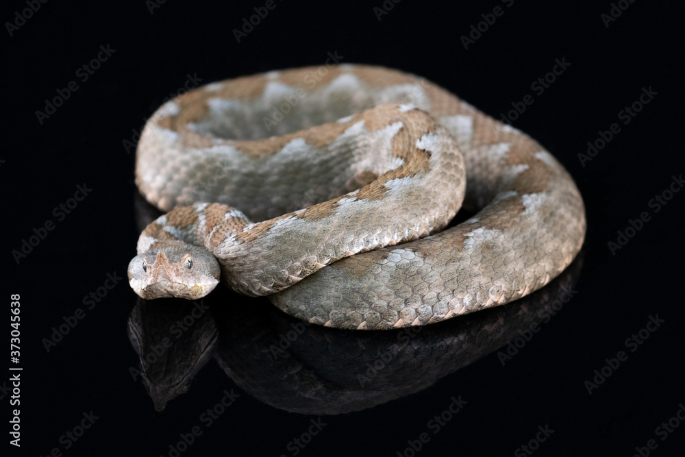 Ein Sandvper Weibchen in der Seitenansicht auf schwarzem Untergrund Ein Sandvper Weibchen in der Seitenansicht auf schwarzem Untergrund