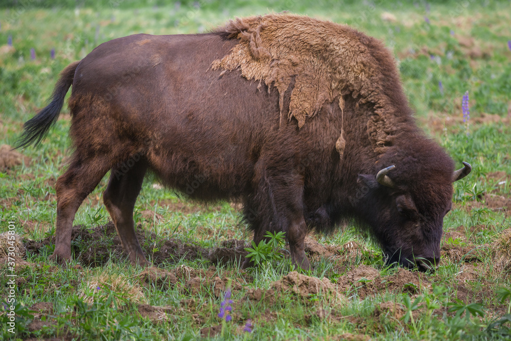 Grazing adult bison close up on a sunny summer day Grazing adult bison close up on a sunny summer day