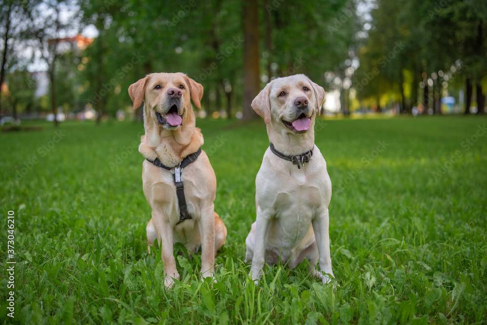Two yellow labradors are sitting on the grass in the park.
