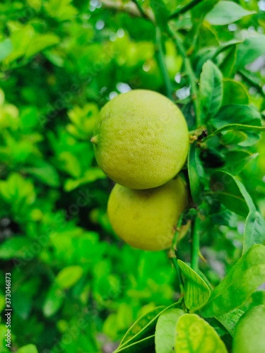 lemons on tree