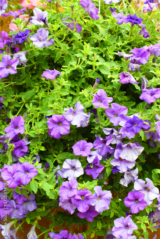 Violet petunia flowers bloom in summer garden, close-up view.
Violet petunia flowers bloom in summer garden, close-up view.