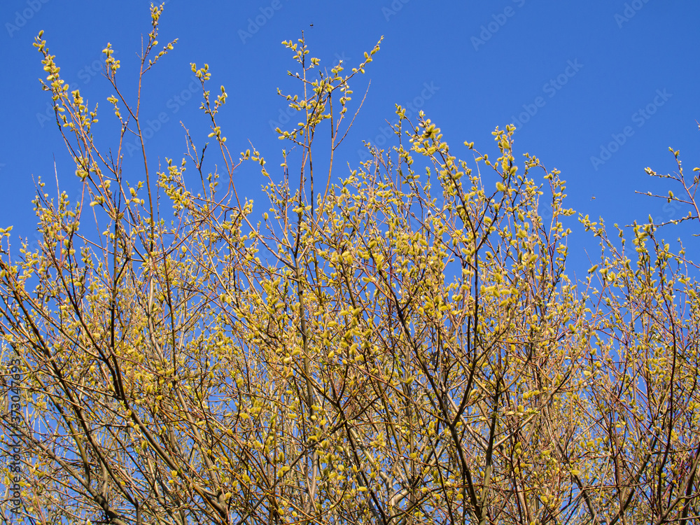 branches of blossoming willow branches of blossoming willow