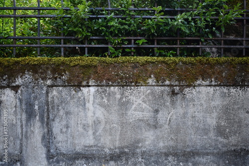 Concrete wall swallowed by Oregon moss.