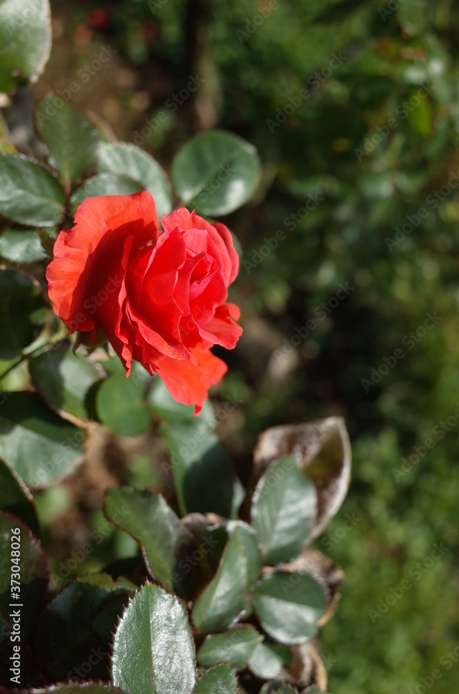 Orange Flower of Rose 'Candelabra' in Full Bloom
