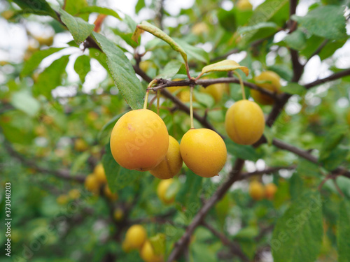 Small bright yellow plums grow in their natural environment on brown branches with leaves. Delicious and aromatic fruit. Vitamins for a year.