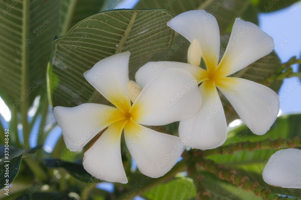 Fototapeta premium This unique photo shows white yellow frangipani blossoms on a green bush in the middle of the Thai nature on a sunny morning