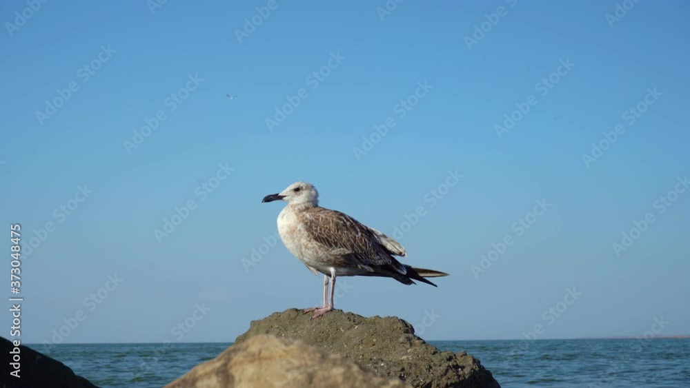 Seagull on rocks against background of sea in summer Seagull on rocks against background of sea in summer