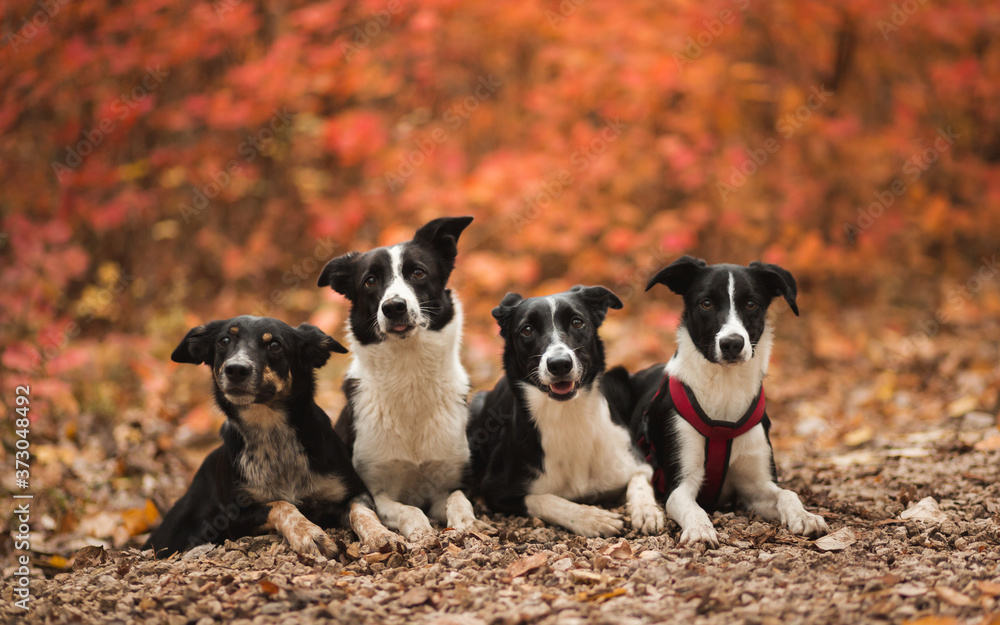 four border collie dogs lying down next to each other among red orange autumn leaves