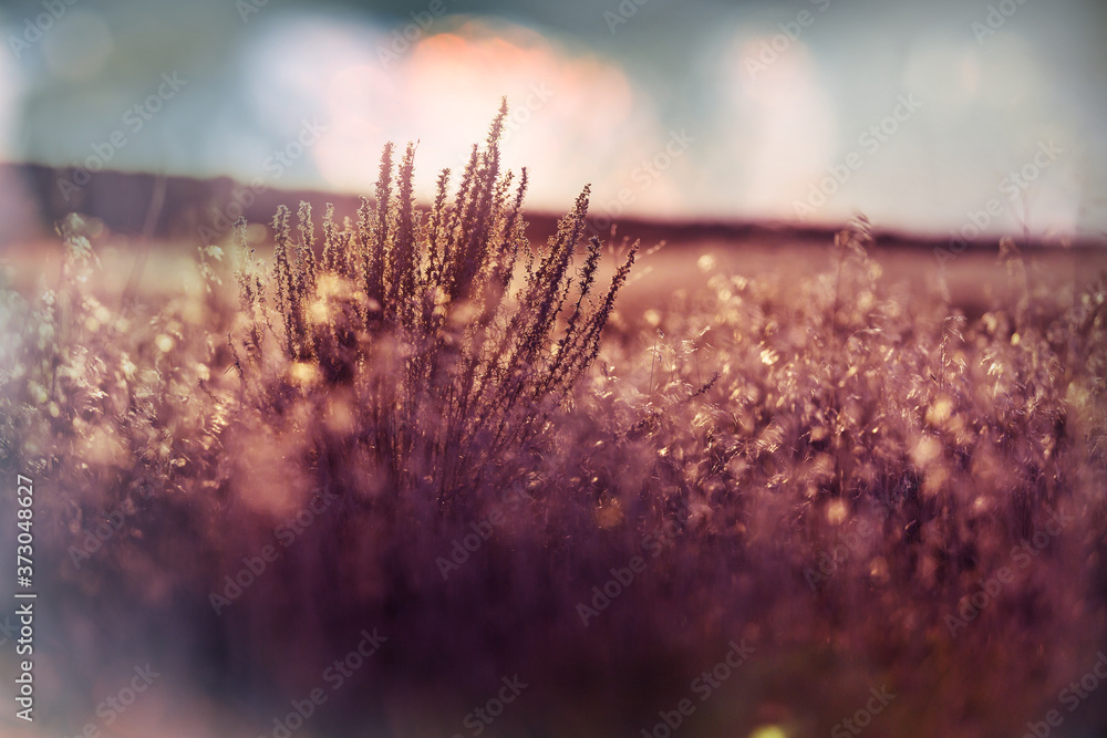 Obraz premium Autumn meadow