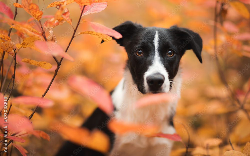 cute black and white border collie puppy looking at the camera among red orange autumn leaves
