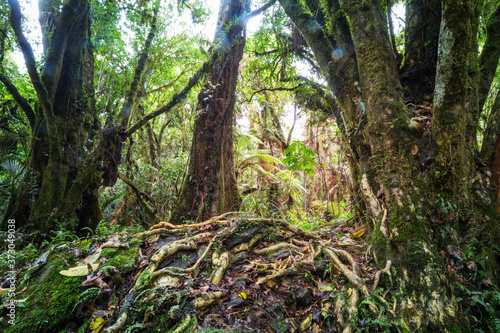 New Zealand forest