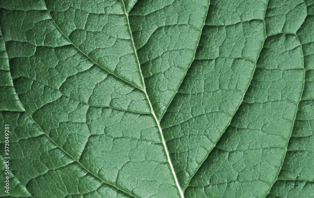 Fototapeta premium green leaf texture