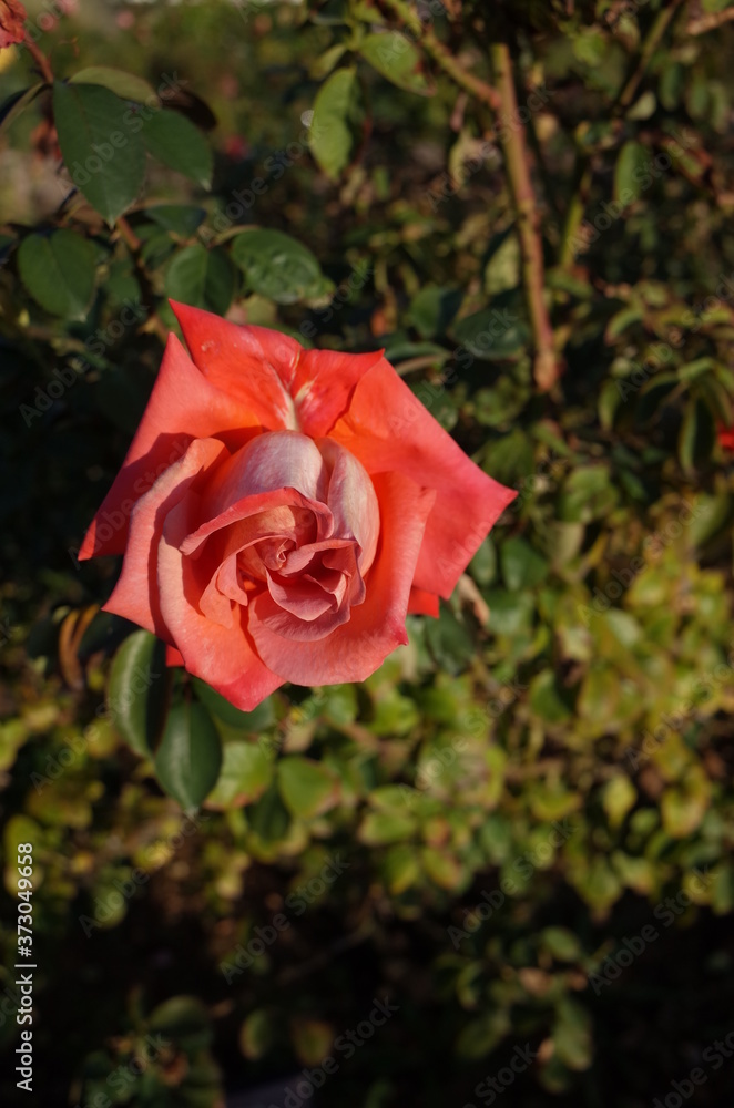 Orange Flower of Rose 'Cary Grant' in Full Bloom
Orange Flower of Rose 'Cary Grant' in Full Bloom