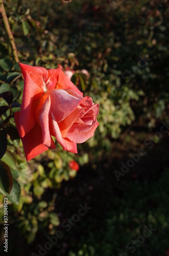 Orange Flower of Rose 'Cary Grant' in Full Bloom
 photo