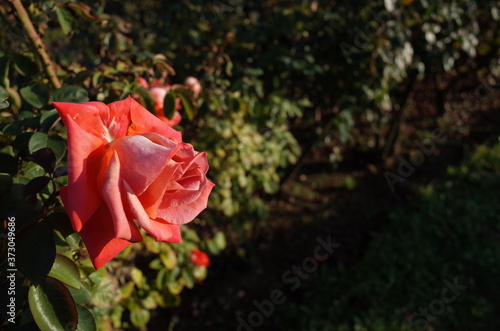 Orange Flower of Rose 'Cary Grant' in Full Bloom
