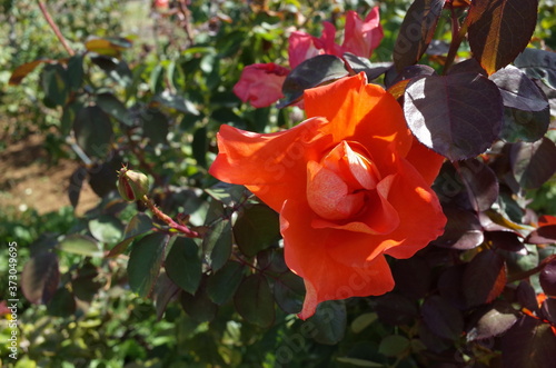 Orange Flower of Rose 'Cary Grant' in Full Bloom
 photo