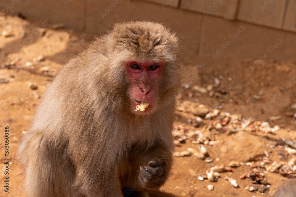 Japanese monkeys at Arashiyama in Kyoto