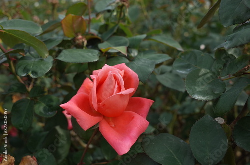 Light Pink Flower of Rose 'Catherine Deneuve' in Full Bloom
 photo