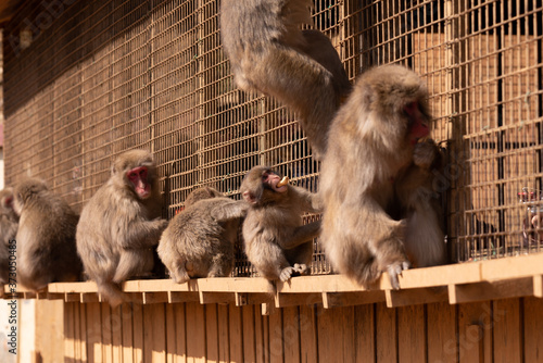 Japanese monkeys at Arashiyama in Kyoto