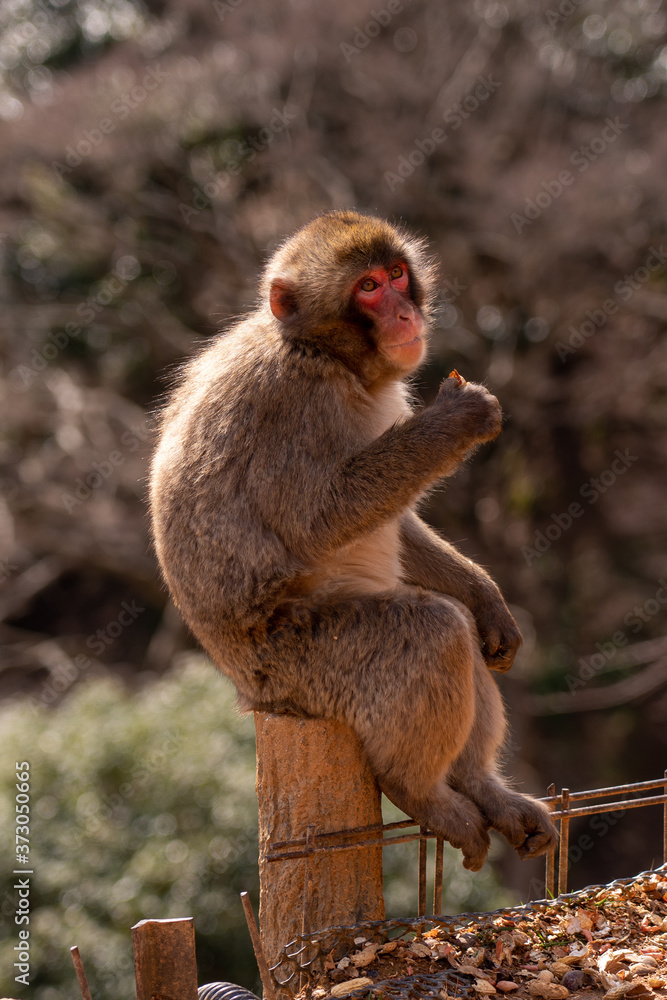 Japanese monkeys at Arashiyama in Kyoto