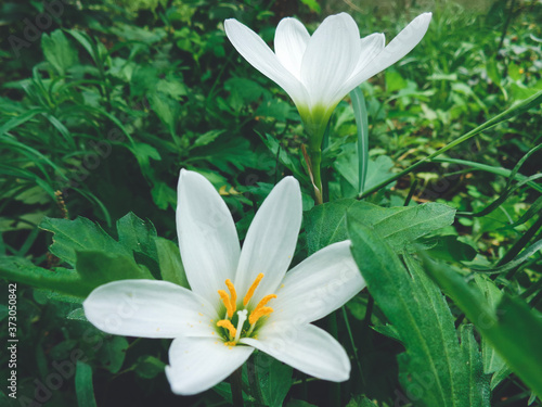 white flowers in a garden