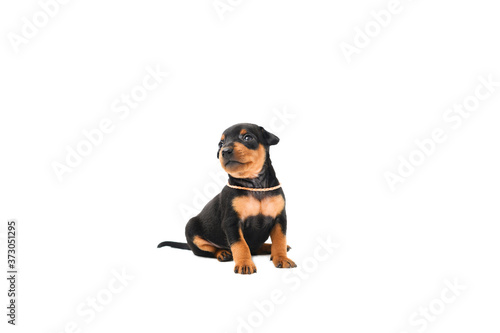 Foto A little puppy of zwergpincher on white background.