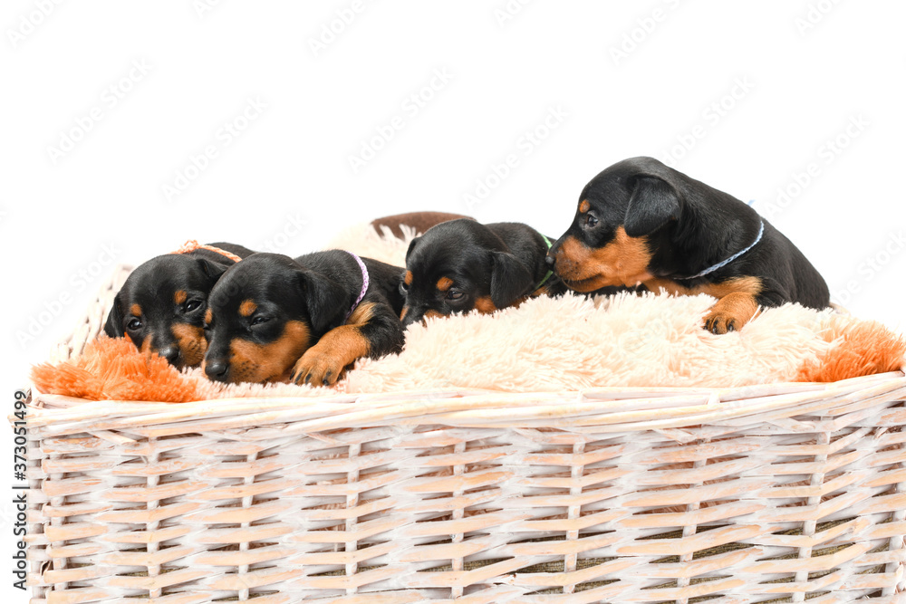 Miniature pinscher puppies in a basket, close-up.