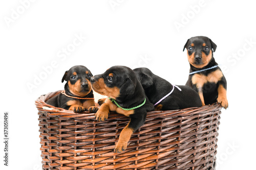 Miniature pinscher puppies in a basket, close-up. © o_lypa