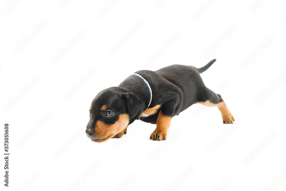 Obraz premium A little puppy of zwergpincher on white background.