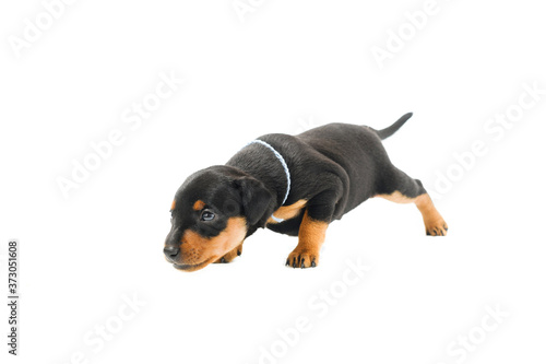 A little puppy of zwergpincher on white background.