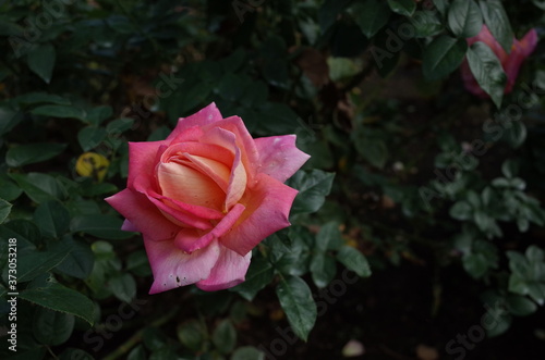 Light Pink Flower of Rose 'Chicago Peace' in Full Bloom
