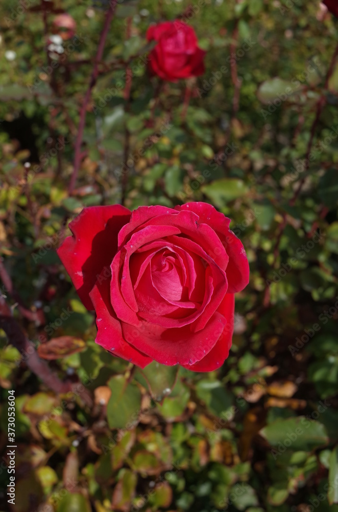Red Flower of Rose 'Christian Dior' in Full Bloom
Red Flower of Rose 'Christian Dior' in Full Bloom