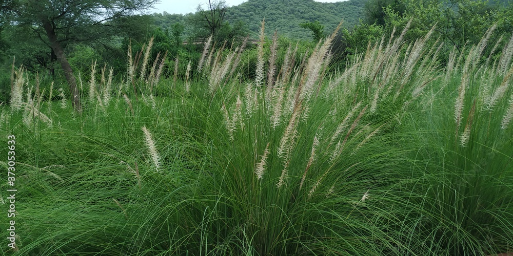 grass in wind grass in wind