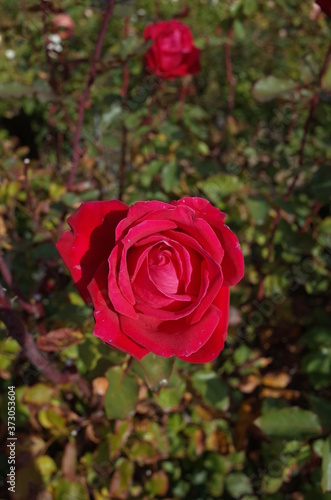 Red Flower of Rose 'Christian Dior' in Full Bloom
