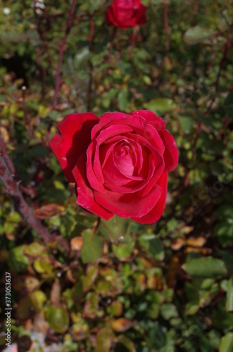 Red Flower of Rose 'Christian Dior' in Full Bloom
