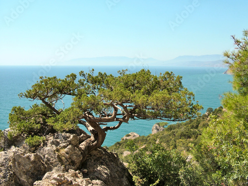 Pines over  the Black Sea in Crimea