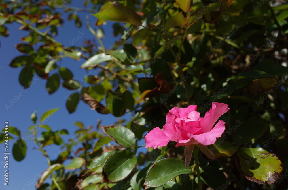 Pink Flower of Rose 'CI. Roseurara' in Full Bloom
