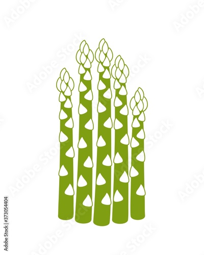 Asparagus plant. Isolated asparagus on white background