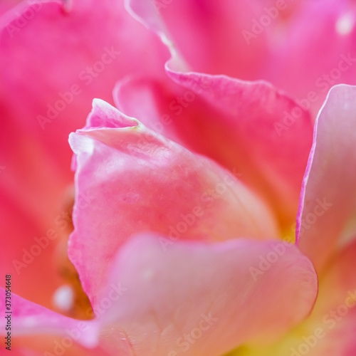 Soft focus, abstract floral background, pink yellow rose flower. Macro flowers backdrop for holiday brand design