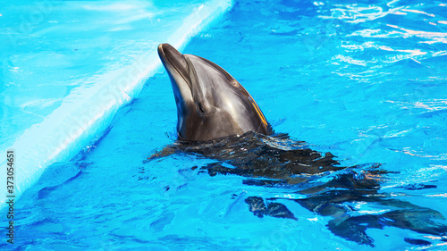 Glad beautiful dolphin smiling in a blue swimming pool water on a clear sunny day