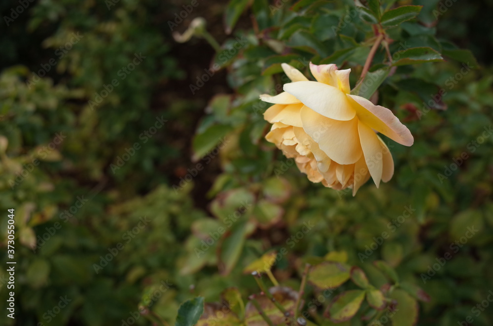 Light Yellow Flower of Rose 'Cinnamon Chai' in Full Bloom
Light Yellow Flower of Rose 'Cinnamon Chai' in Full Bloom