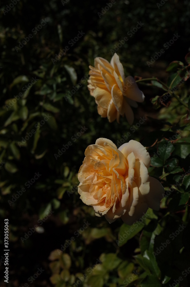 Light Yellow Flower of Rose 'Cinnamon Chai' in Full Bloom
Light Yellow Flower of Rose 'Cinnamon Chai' in Full Bloom