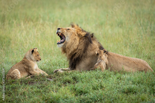 Male lion father with his mouth open and his two cubs playing in green grass in Serengeti in Tanzania