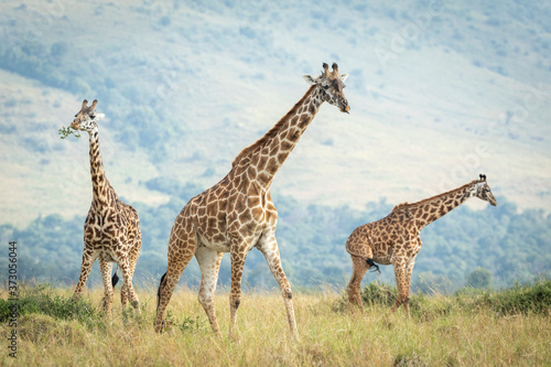 Tower of giraffe grazing in open plains of Masai Mara in Kenya