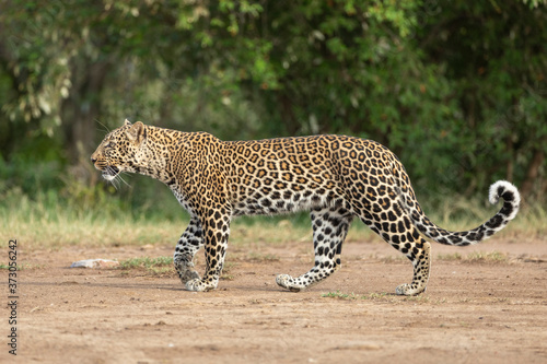 Horizontal full body view of an adult leopard walking in Masai Mara in Kenya