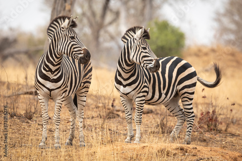 Two zebra looking to one side standing in dry winter bush in Kruger Park South Africa