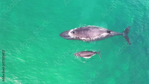 BABY WHALE WITH MOTHER BREATHING OUT