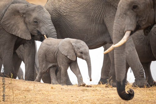 Elephant herd gathered in a group near water walking over dry riverbank in Kruger Park South Africa