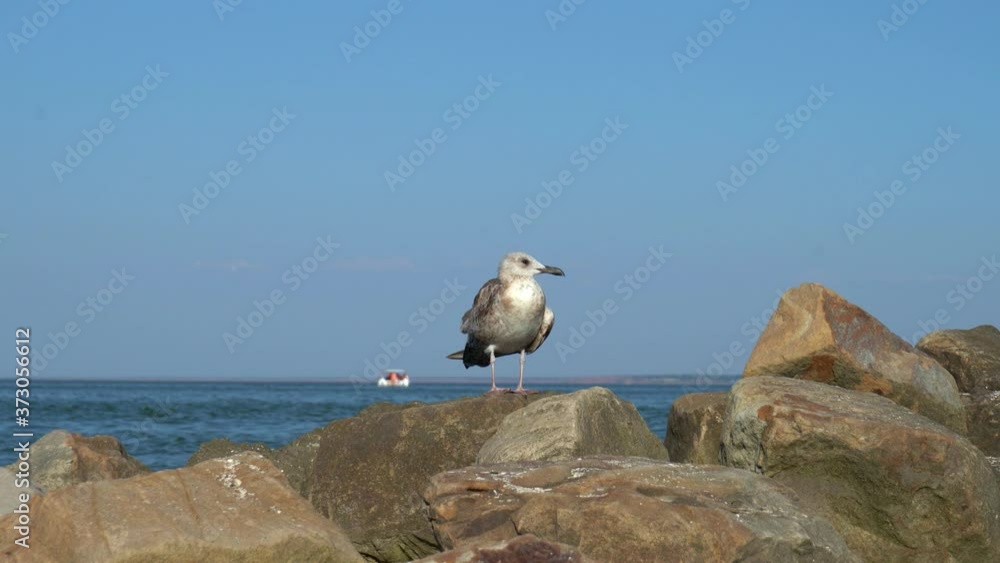 gull sits on rocks against background of sea in summer. boat in distance gull sits on rocks against background of sea in summer. boat in distance